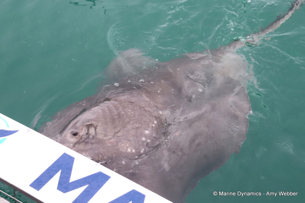 Shark cage diving, Gansbaai, South Africa