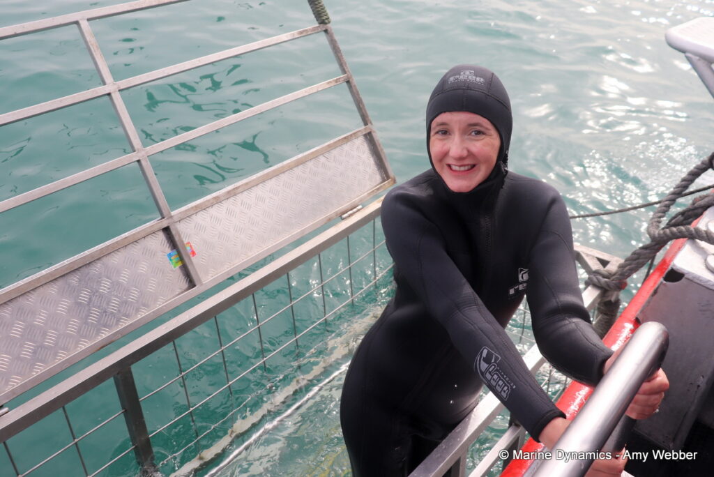 Shark cage diving, Gansbaai, South Africa