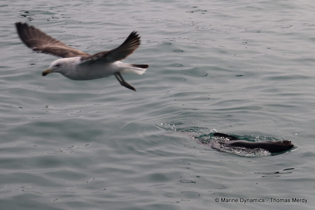 Shark cage diving, South Africa, Gansbaai