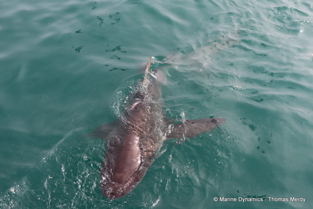 Shark cage diving, South Africa, Gansbaai