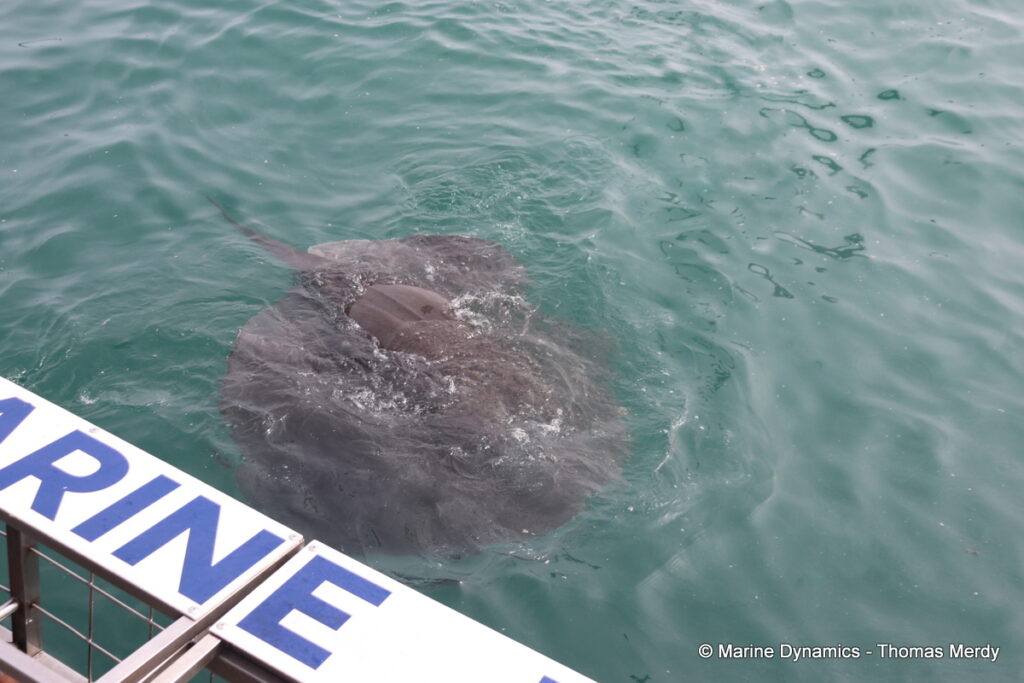 Shark cage diving, South Africa, Gansbaai