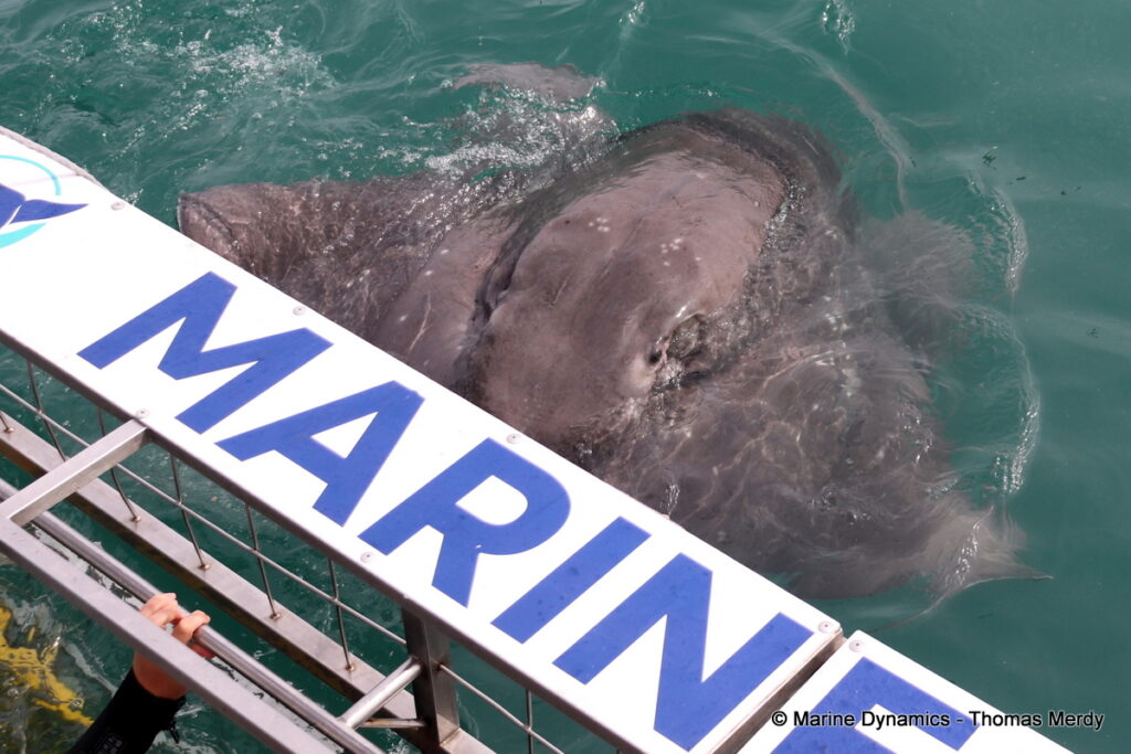Shark cage diving, South Africa, Gansbaai