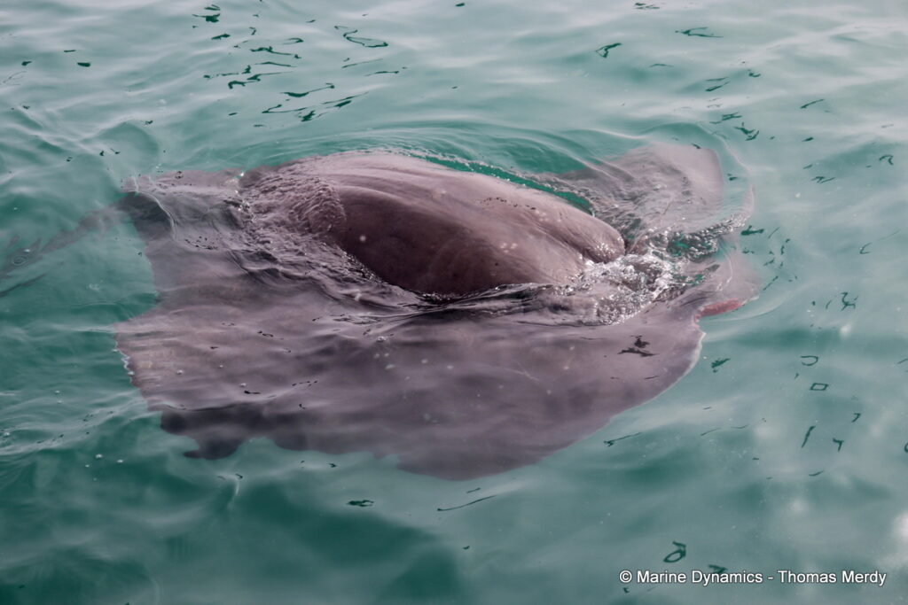 Shark cage diving, South Africa, Gansbaai