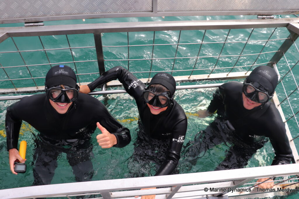 Shark cage diving, South Africa, Gansbaai