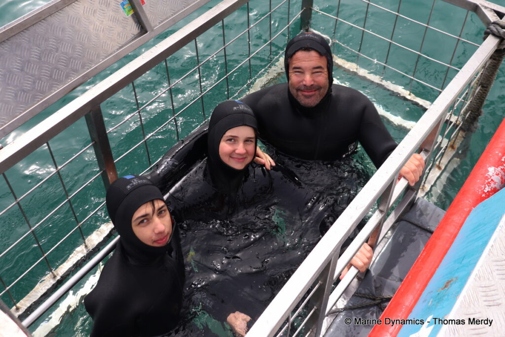 Shark cage diving, South Africa, Gansbaai