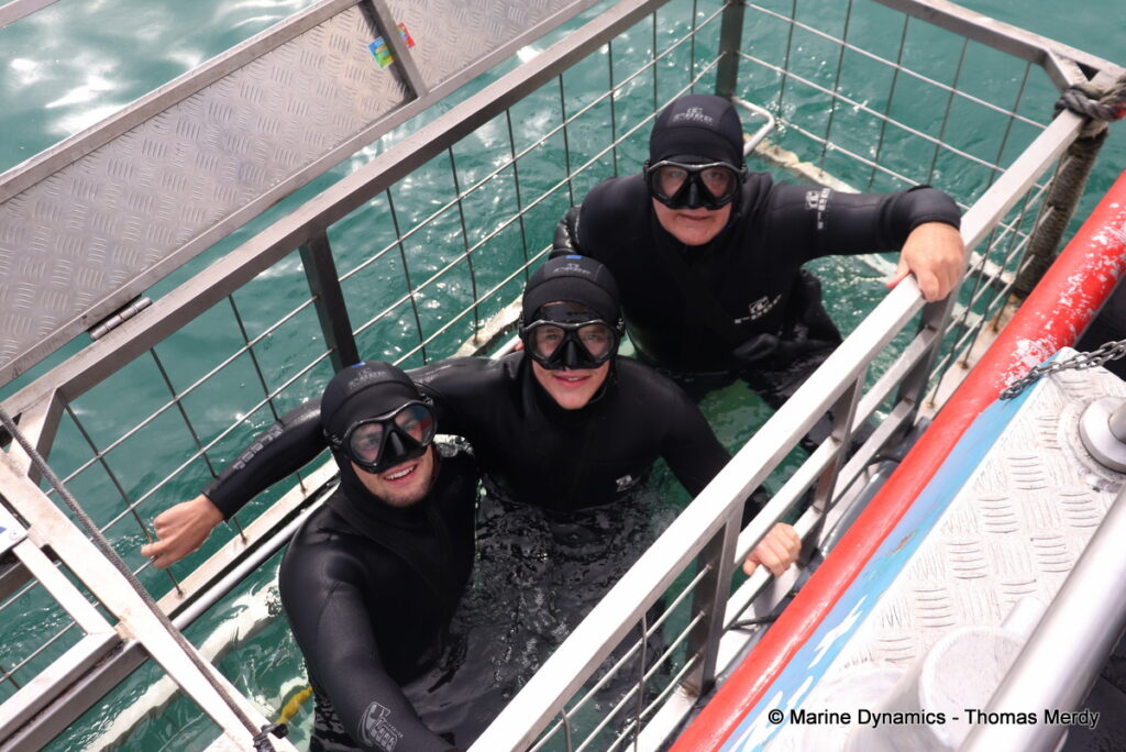 Shark cage diving, South Africa, Gansbaai