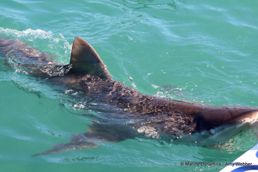 Shark cage diving, Gansbaai, South Africa