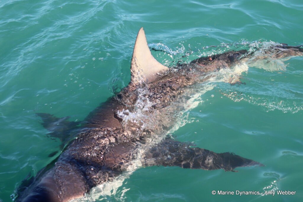 Shark cage diving, Gansbaai, South Africa