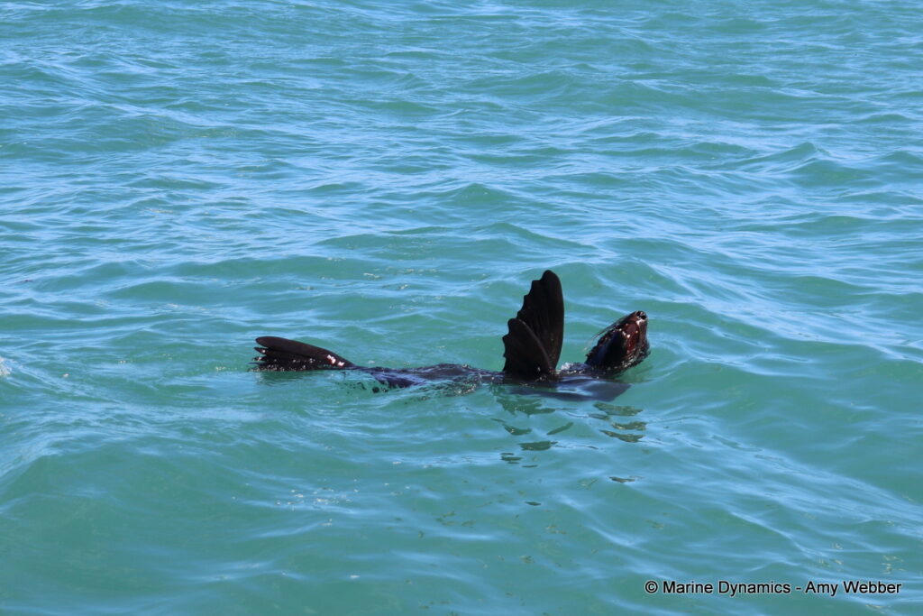 Shark cage diving, Gansbaai, South Africa