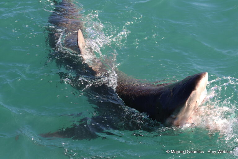 Shark cage diving, Gansbaai, South Africa