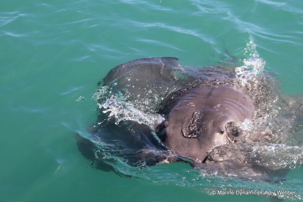Shark cage diving, Gansbaai, South Africa