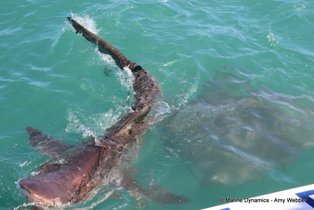 Shark cage diving, Gansbaai, South Africa