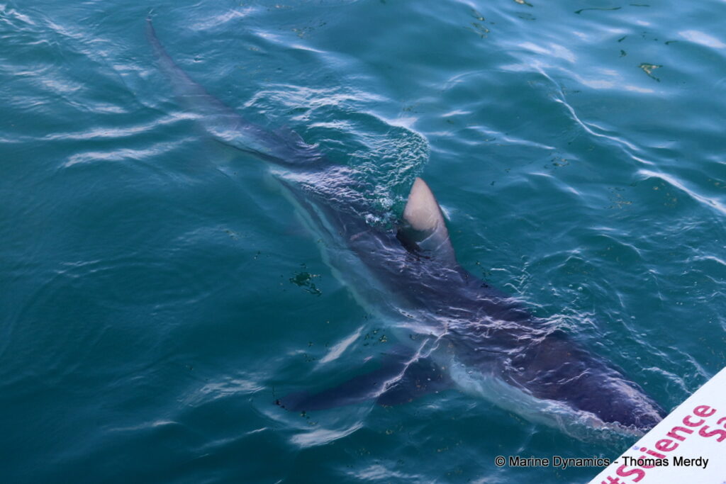 Shark cage diving, Gansbaai, South Africa