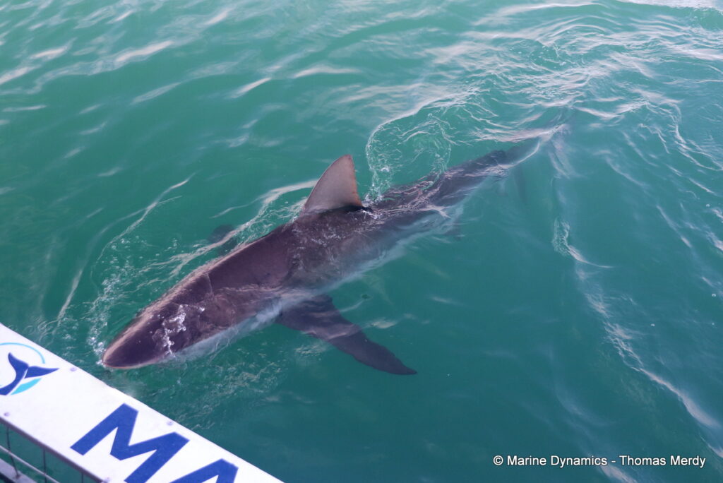 Shark cage diving, Gansbaai, South Africa