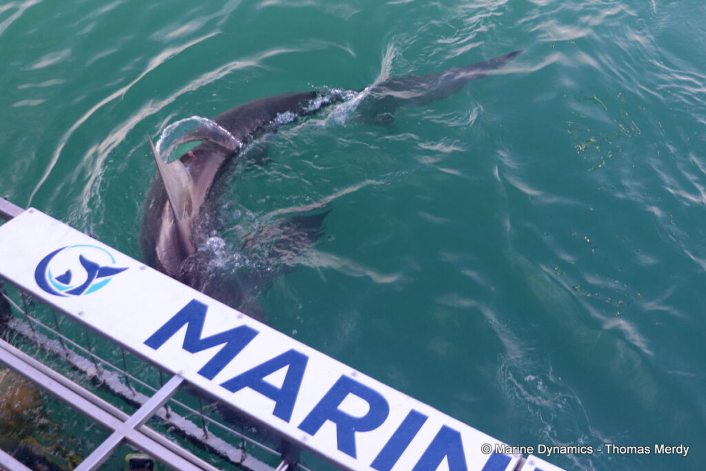 Shark cage diving, Gansbaai, South Africa