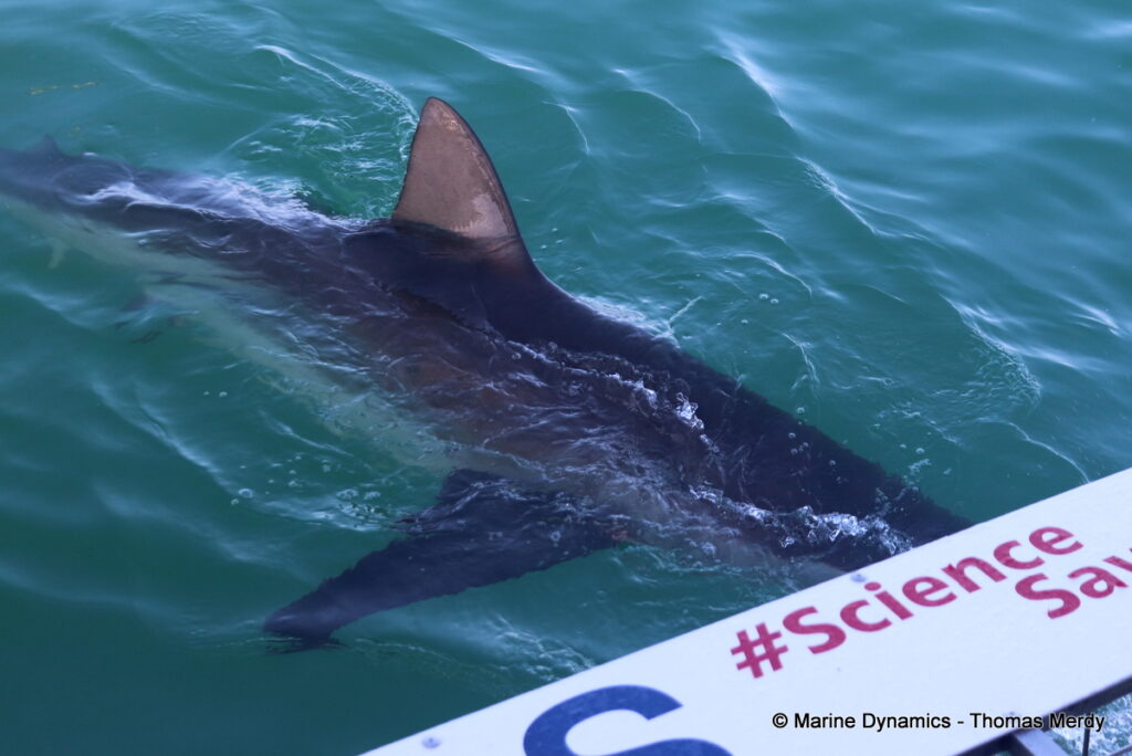 Shark cage diving, Gansbaai, South Africa