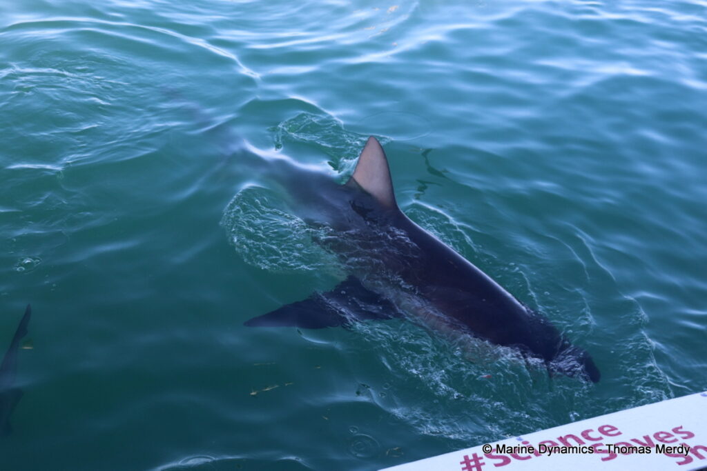 Shark cage diving, Gansbaai, South Africa