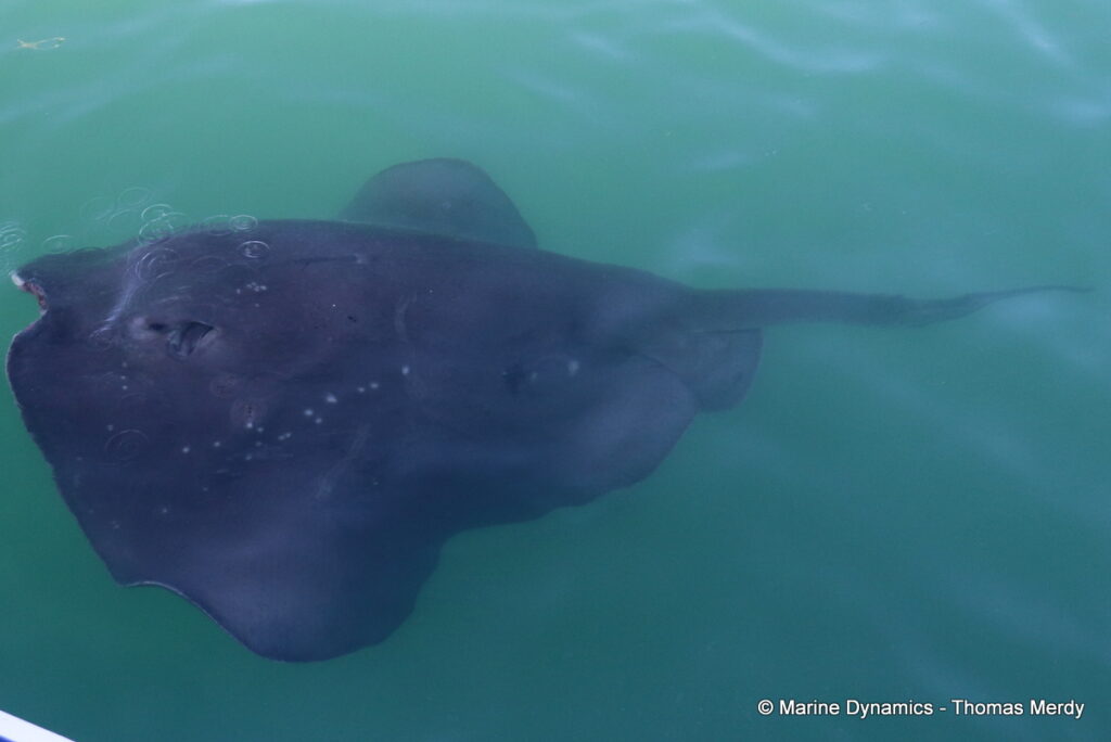 Shark cage diving, Gansbaai, South Africa