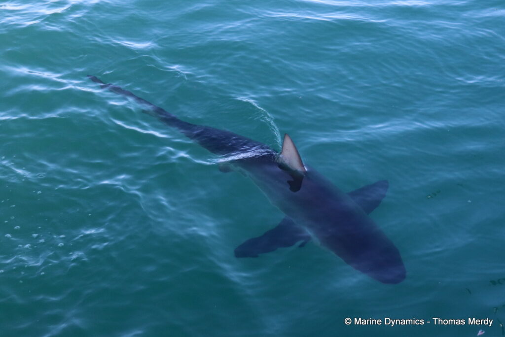 Shark cage diving, Gansbaai, South Africa