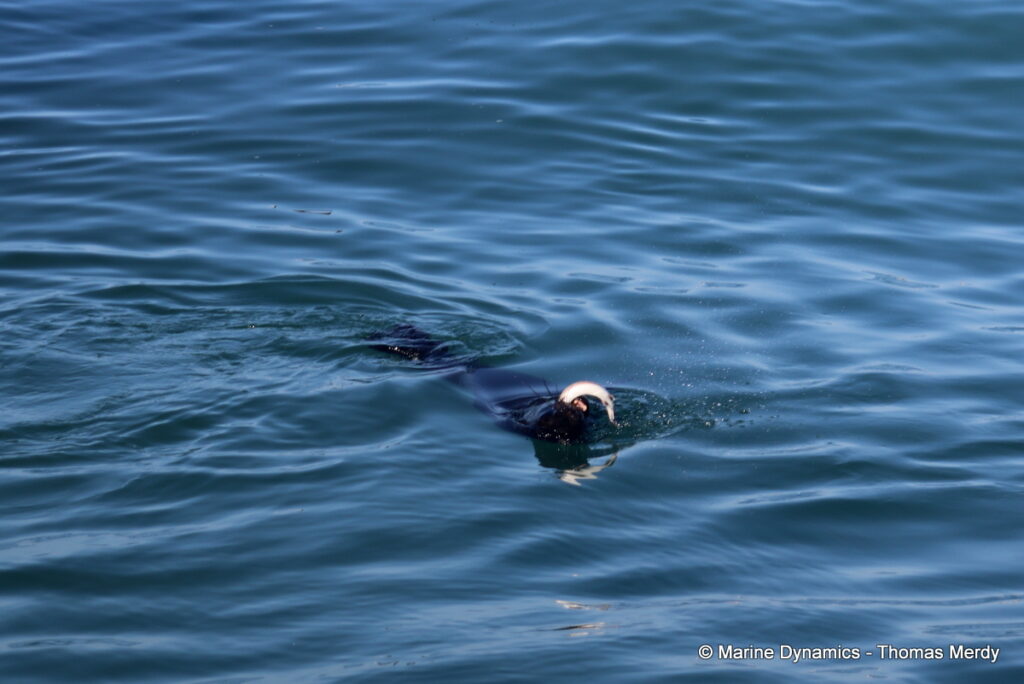 Shark cage diving, Gansbaai, South Africa