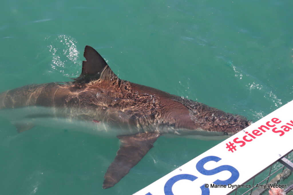 Shark cage diving, Gansbaai, South Africa