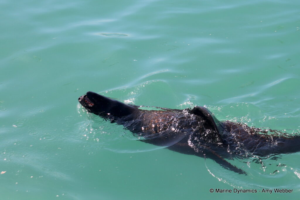 Shark cage diving, Gansbaai, South Africa
