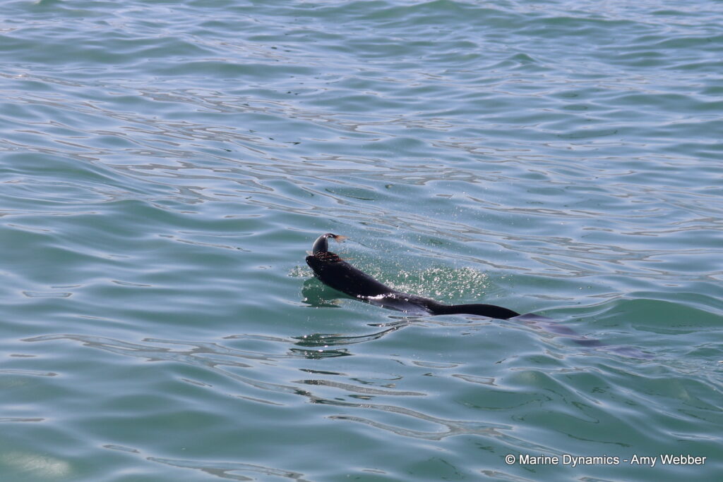 Shark cage diving, Gansbaai, South Africa