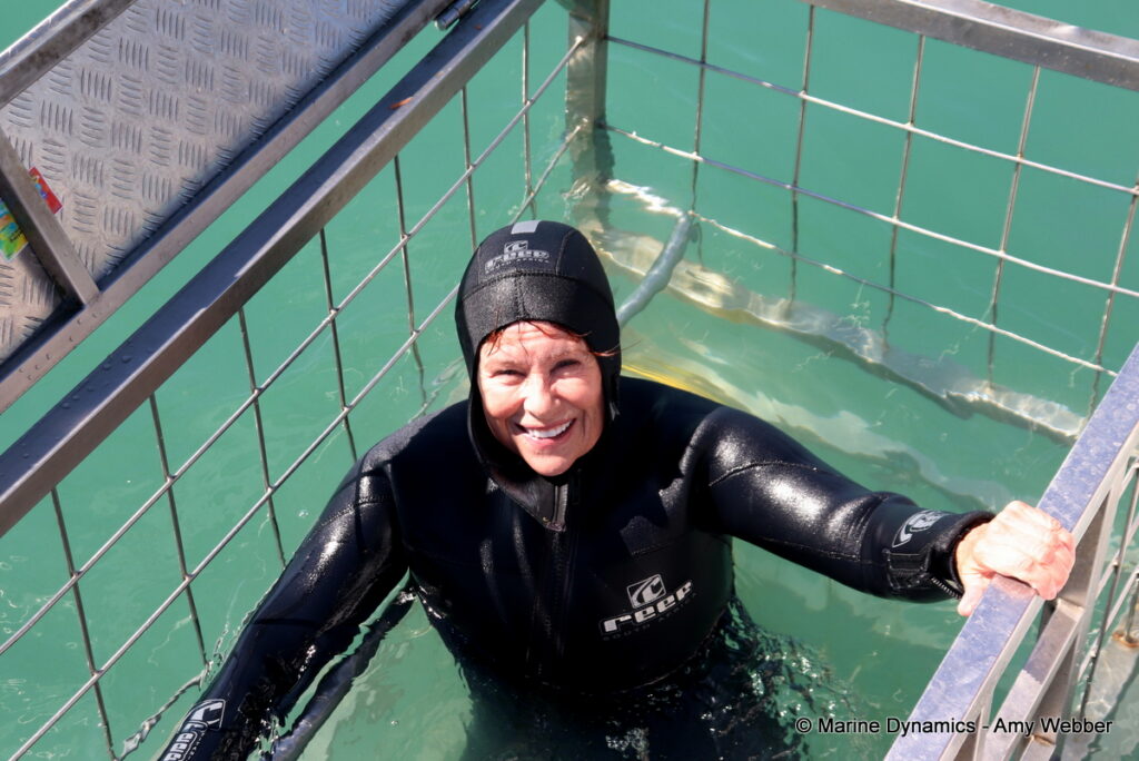 Shark cage diving, Gansbaai, South Africa