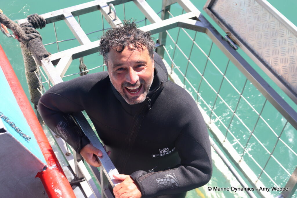 Shark cage diving, Gansbaai, South Africa