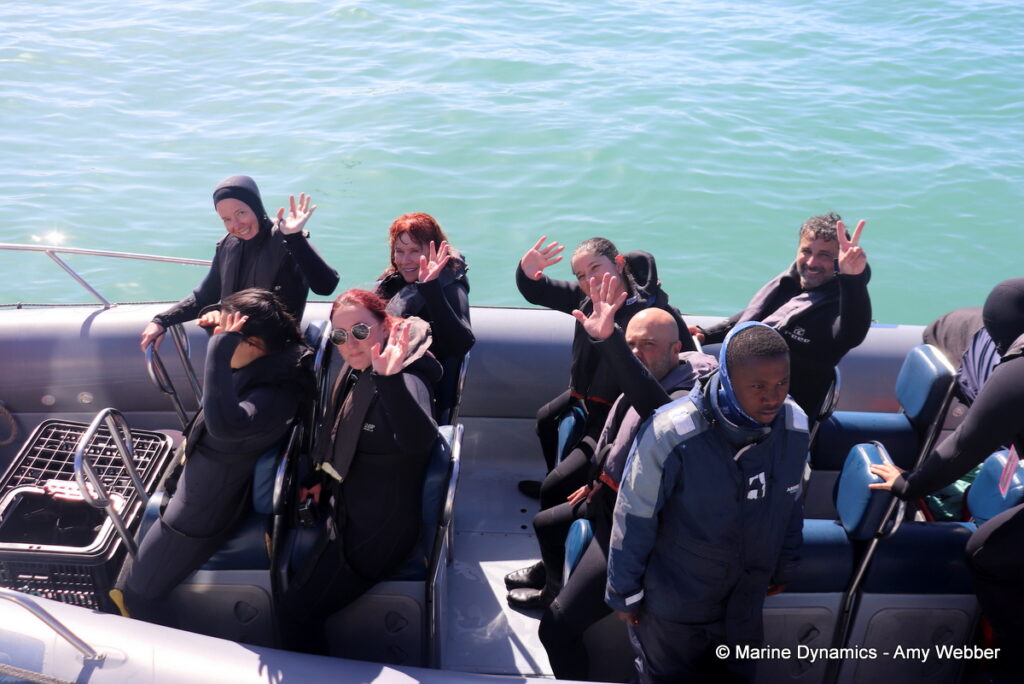 Shark cage diving, Gansbaai, South Africa