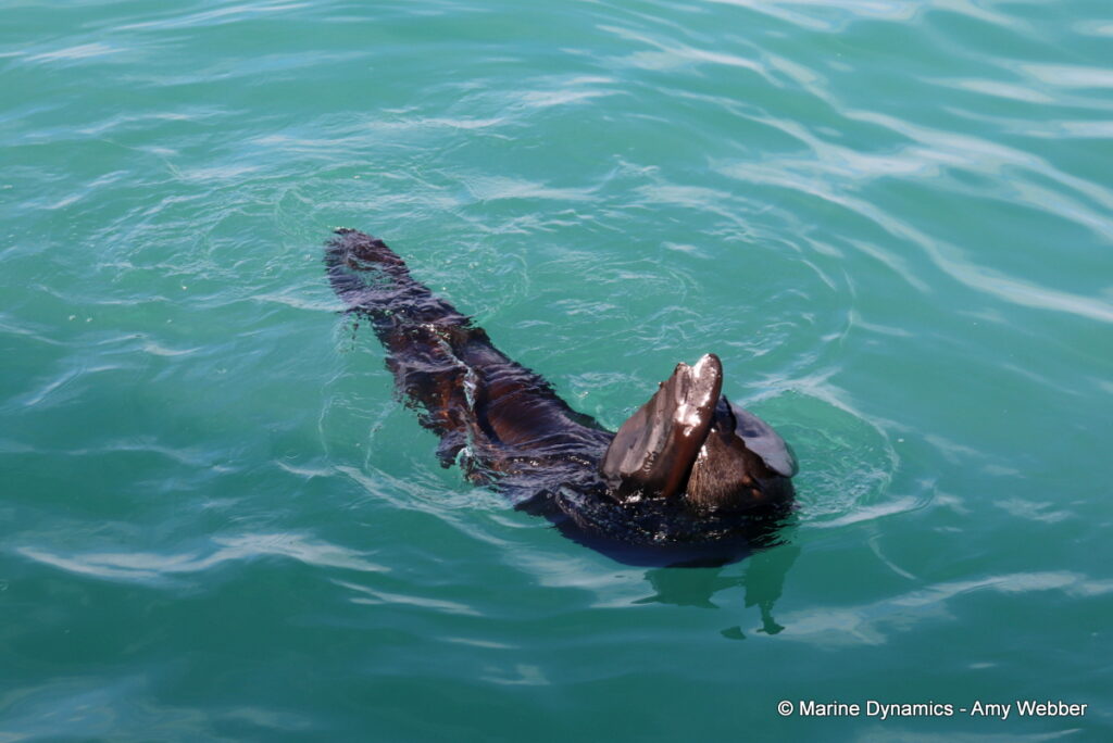 Shark cage diving, Gansbaai, South Africa