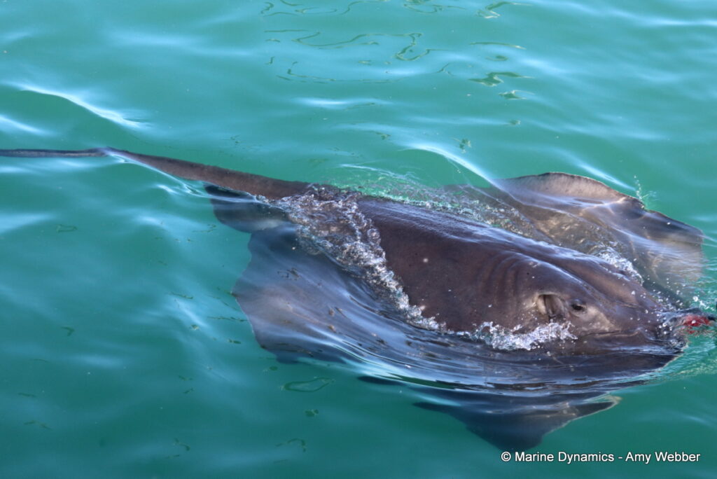 Shark cage diving, Gansbaai, South Africa