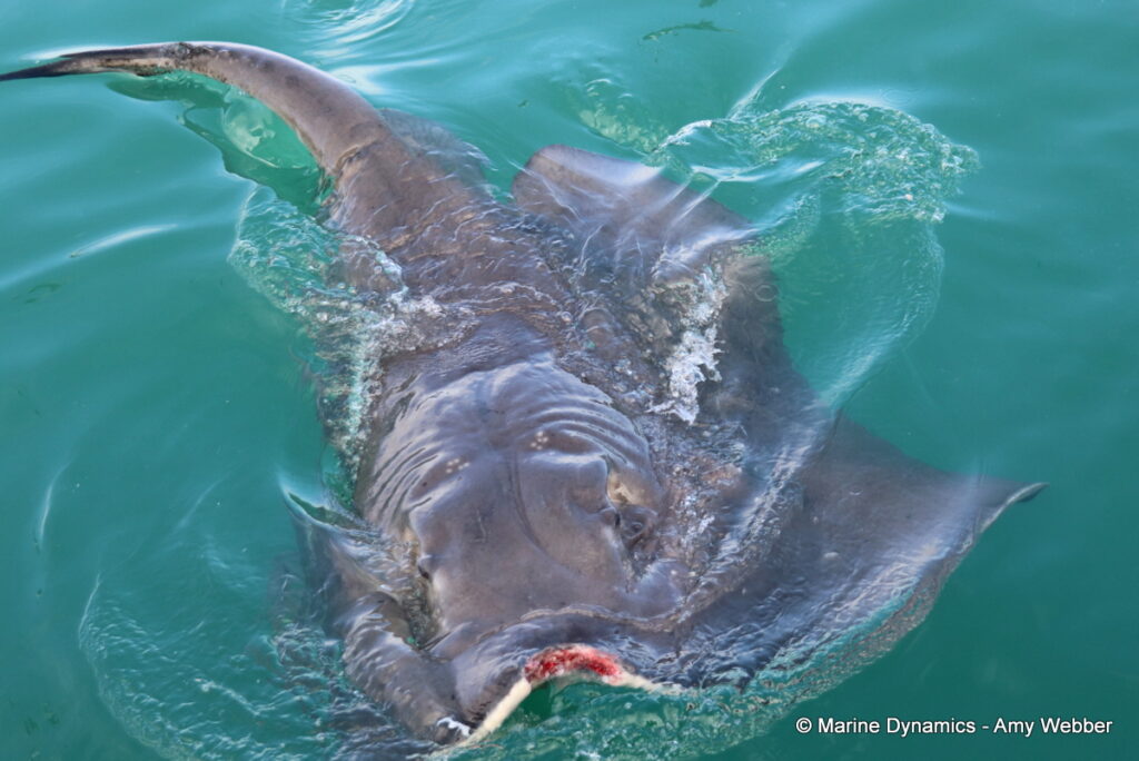 Shark cage diving, Gansbaai, South Africa