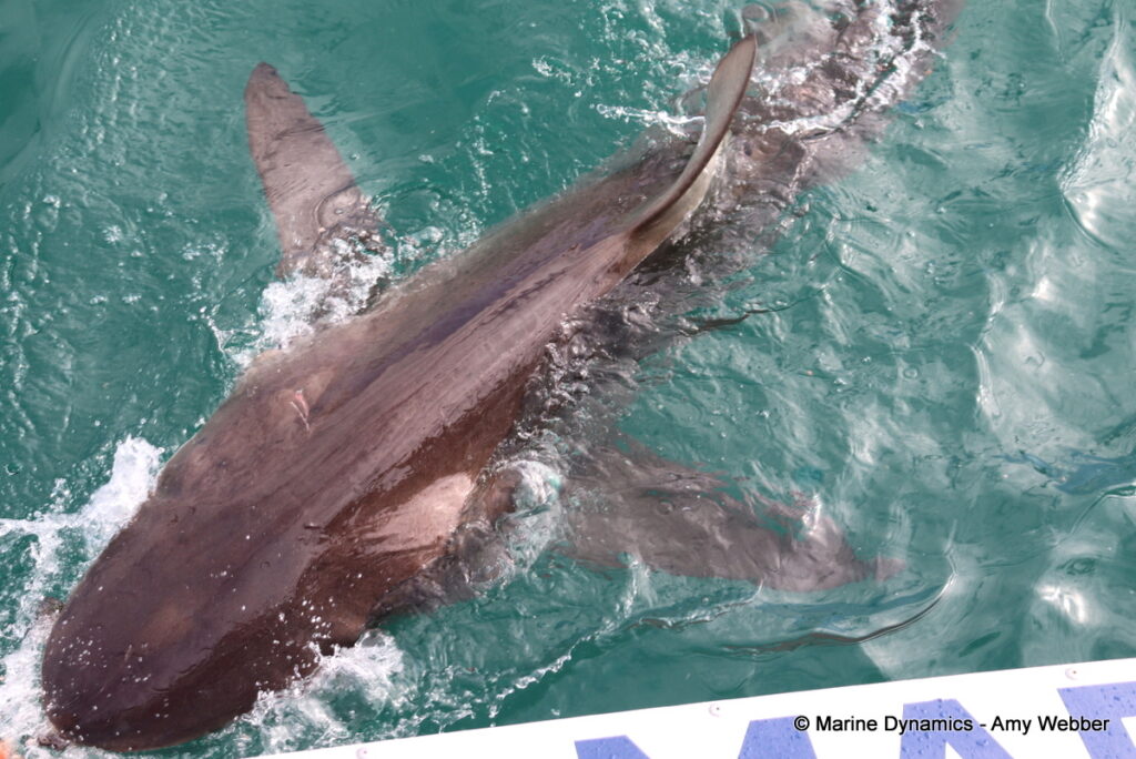 Shark cage diving, Gansbaai, South Africa