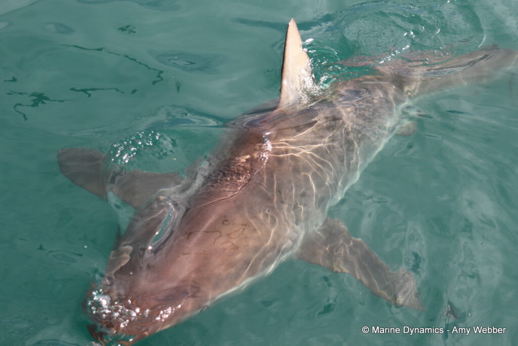 Shark cage diving, Gansbaai, South Africa