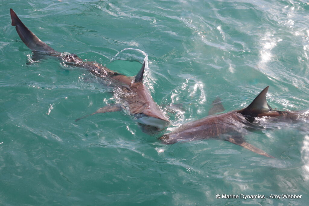 Shark cage diving, Gansbaai, South Africa