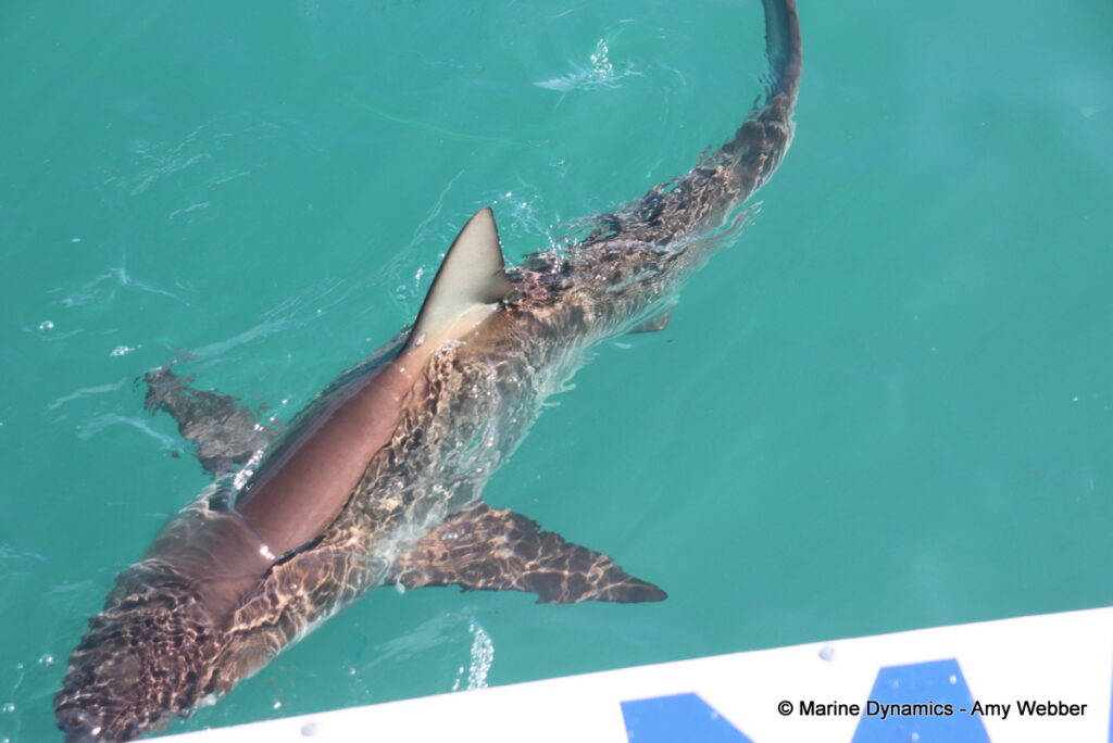 Shark cage diving, Gansbaai, South Africa