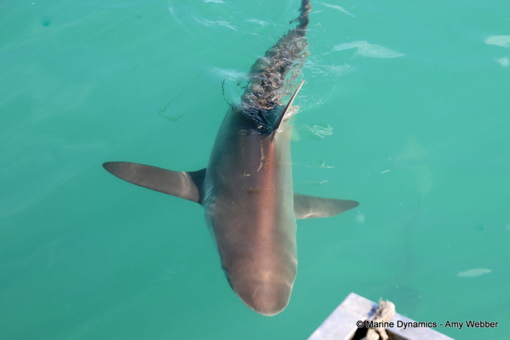 Shark cage diving, Gansbaai, South Africa