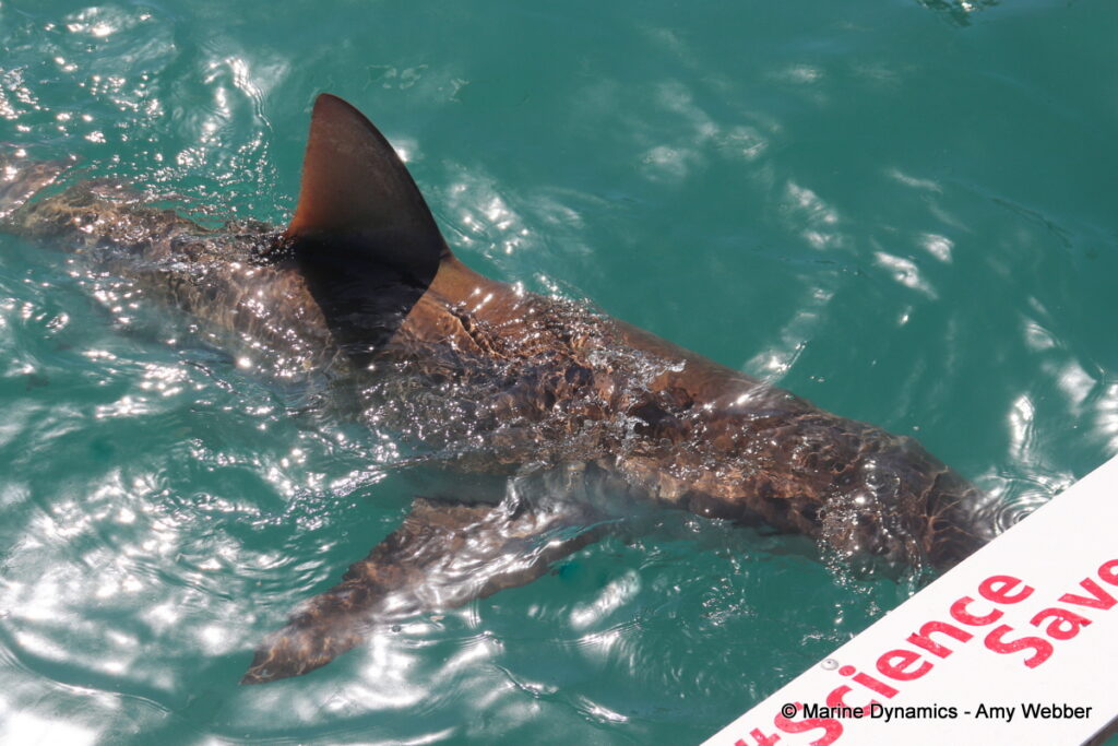 Shark cage diving, Gansbaai, South Africa