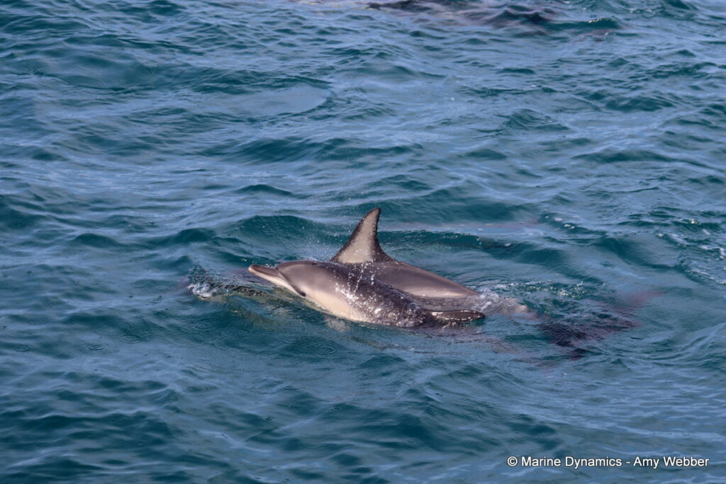 Shark cage diving, Gansbaai, South Africa
