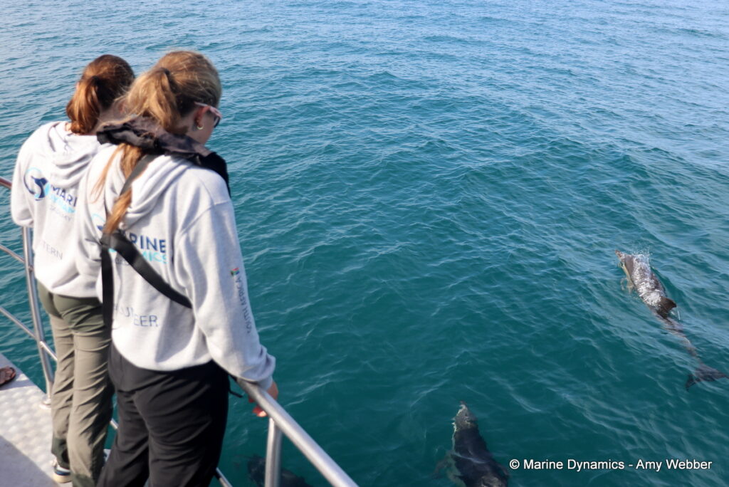 Shark cage diving, Gansbaai, South Africa