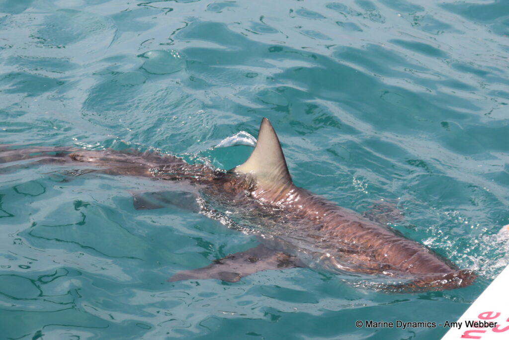Shark cage diving, Gansbaai, South Africa