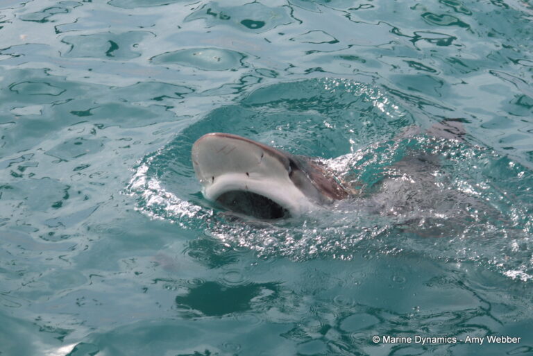 Shark cage diving, Gansbaai, South Africa