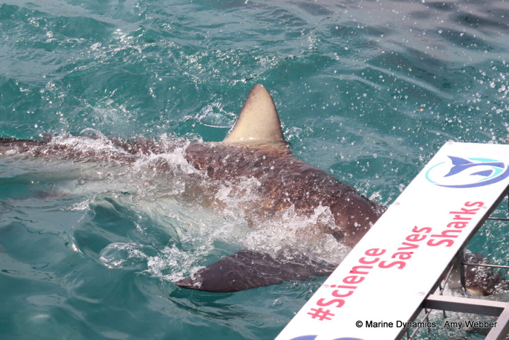 Shark cage diving, Gansbaai, South Africa