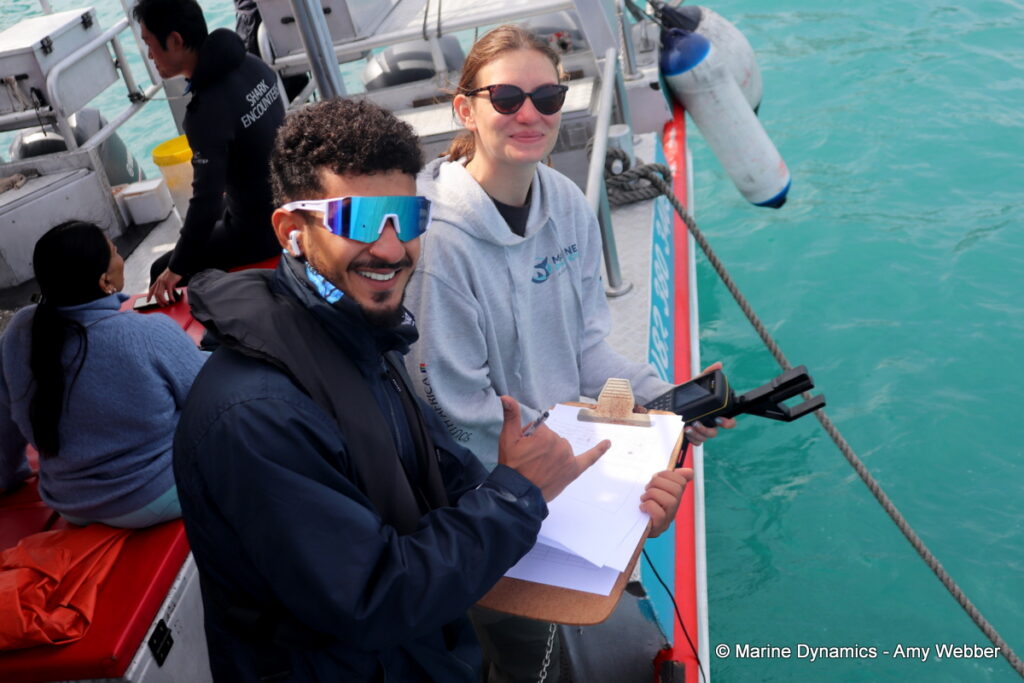 Shark cage diving, Gansbaai, South Africa