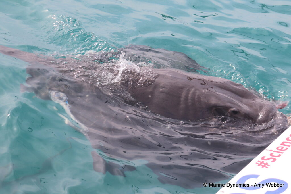 Shark cage diving, Gansbaai, South Africa