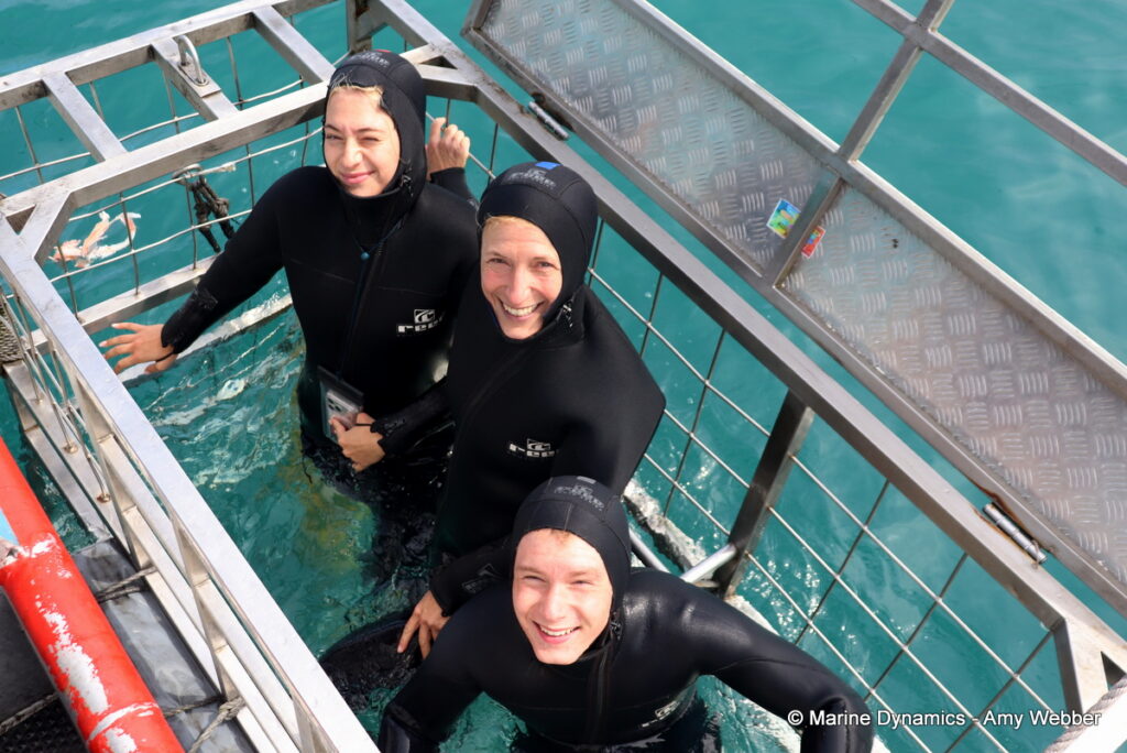 Shark cage diving, Gansbaai, South Africa