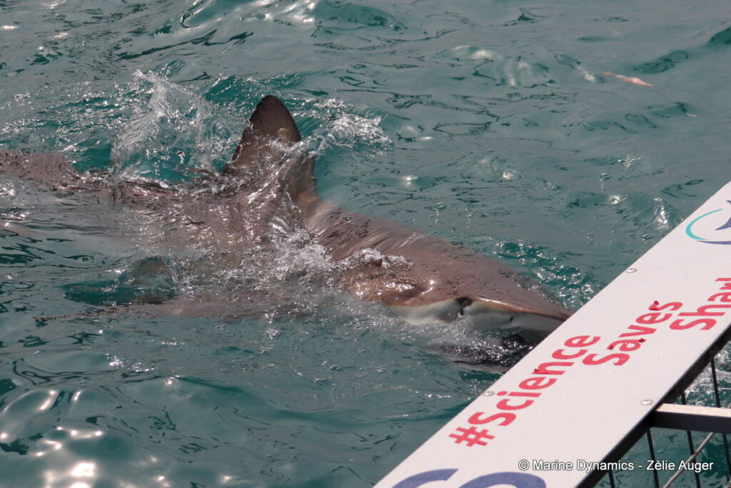 Shark cage diving, Gansbaai, South Africa