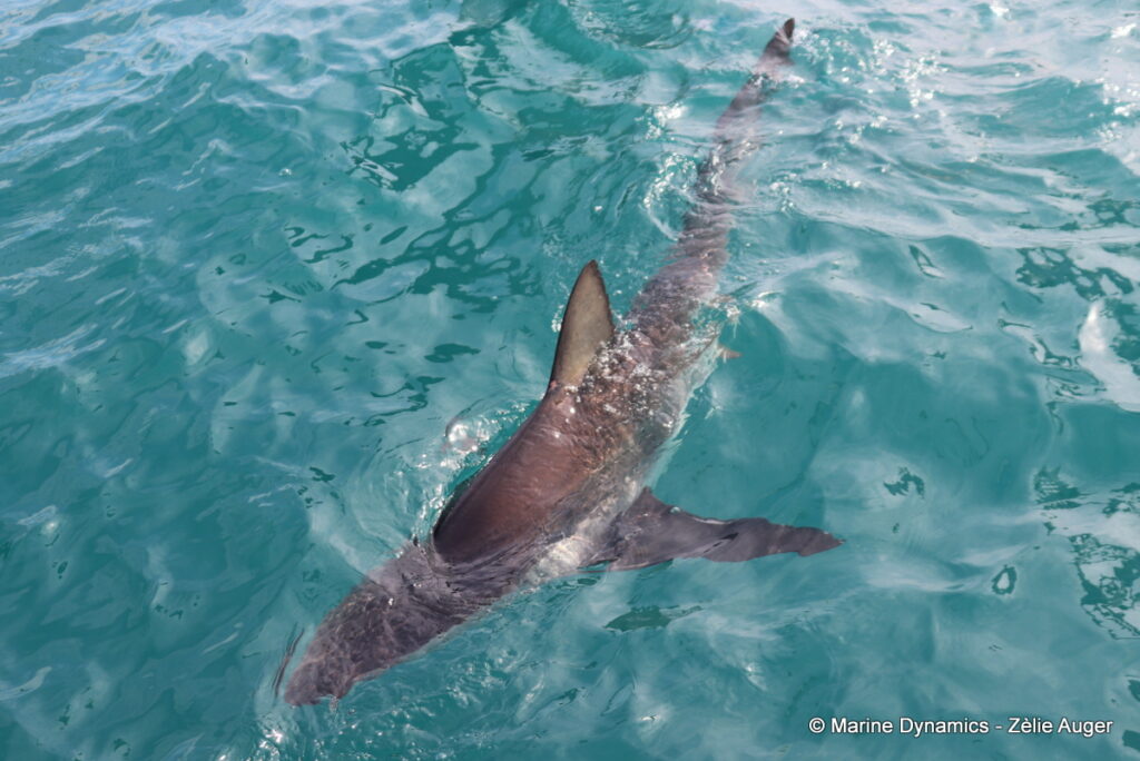 Shark cage diving, Gansbaai, South Africa