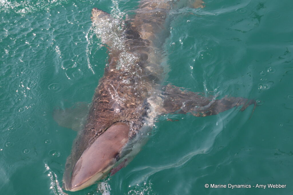 Shark cage diving, Gansbaai, South Africa